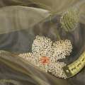 Органза тюль с вышивкой петлевидной ромашки, песочная, ш.270
