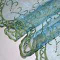 Органза тюль з вишивкою вензель зелений, облямівка, зелено-блакитна, ш.275