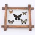 Картина бабочки под стеклом деревянная рамка 31х36 см