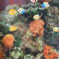 Картина аквариум с подсветкой 60х70 см кораллы оранжевые